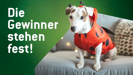 Ein Hund im Marienkäfer-Kostüm sitzt auf dem Sofa, die Gewinner stehen fest.