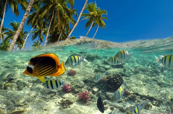 Bunte Fische im glasklaren Wasser | Eurojackpot-Gewinnspiel Traumreise