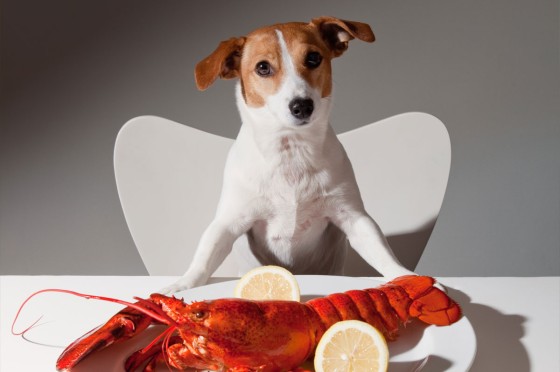 Hund sitzt am Tisch vor Teller mit Hummer | Eurojackpot