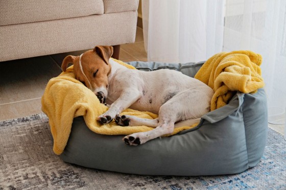 Hund schläft im Hundekörbchen | Eurojackpot