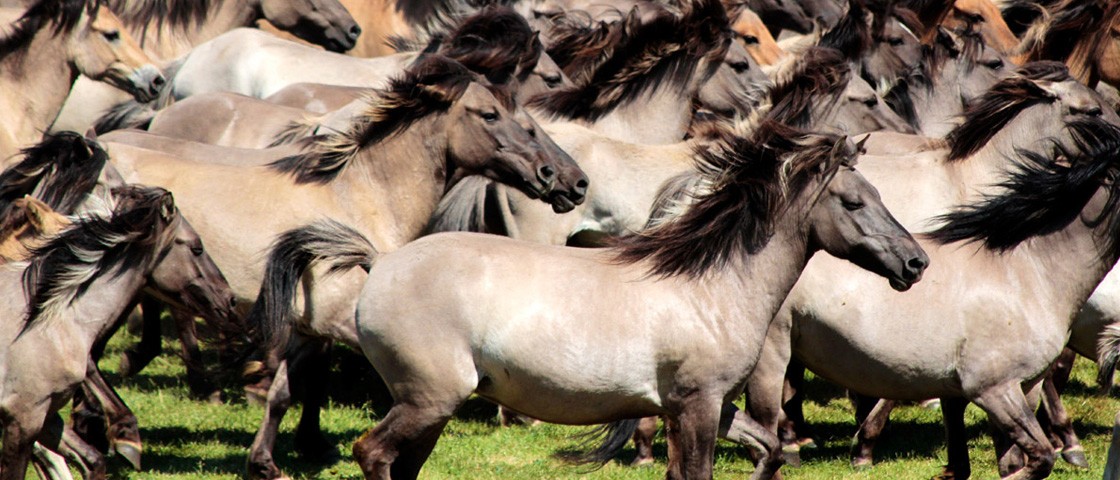 Mehrere Wildpferde rennen auf einer Wiese | WestLotto Ausflugstipps NRW