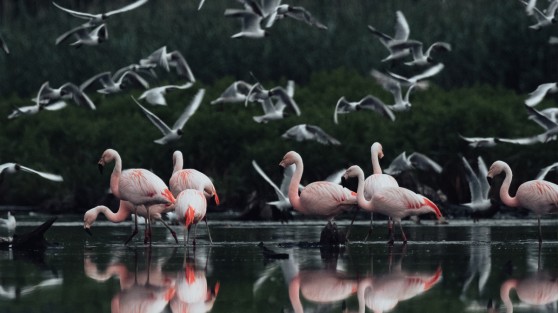 Mehrere Flamingos im Wasser | WestLotto-Ausflugstipps NRW